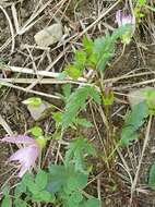 Image of Malope malacoides L.