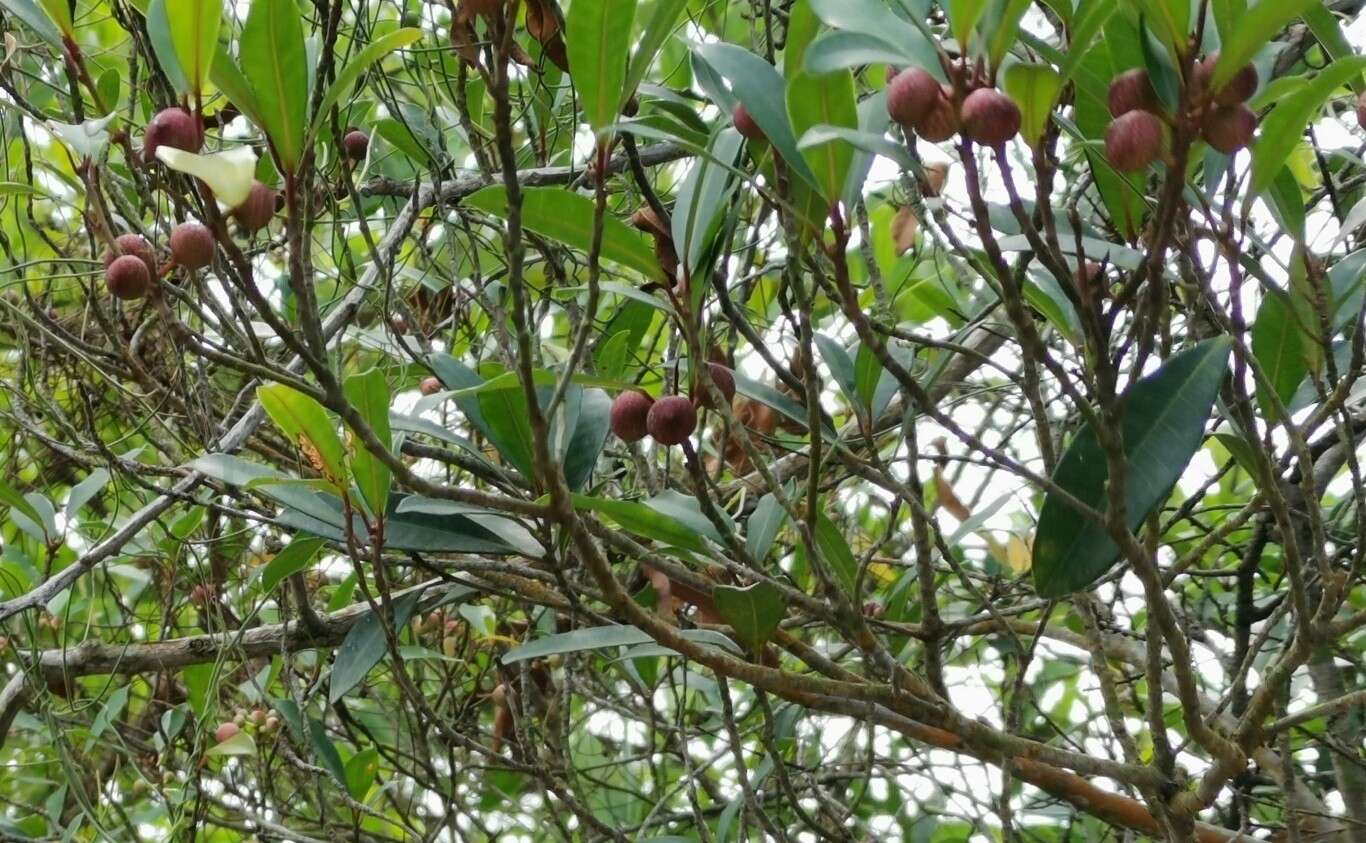 Image of Ficus variolosa Lindl. ex Benth.