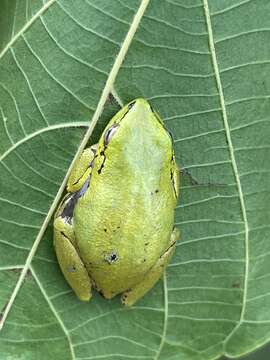 Image of Cinnamon-bellied Reed Frog