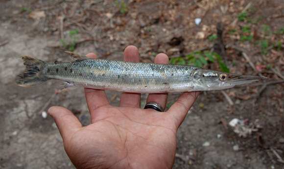 Image of Spotted pike-characin