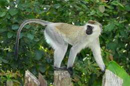 Image of Reddish-green Vervet Monkey