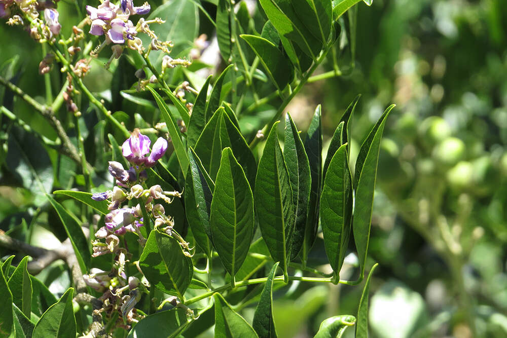 Image of Lonchocarpus nitidus (Vogel) Benth.