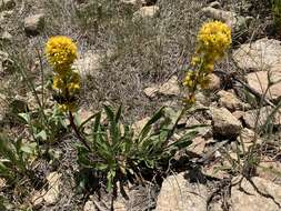 Image of Solidago simplex Kunth