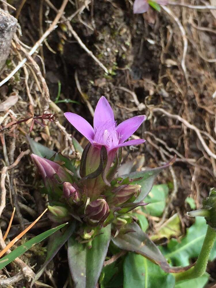 Imagem de Gentianella anisodonta (Borbás) A. & D. Löve