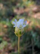 صورة Armeria alliacea (Cav.) Hoffmanns. & Link