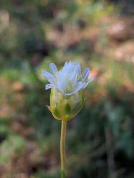 Image of Armeria alliacea (Cav.) Hoffmanns. & Link