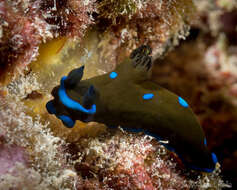 Image of Morose black and blue slug