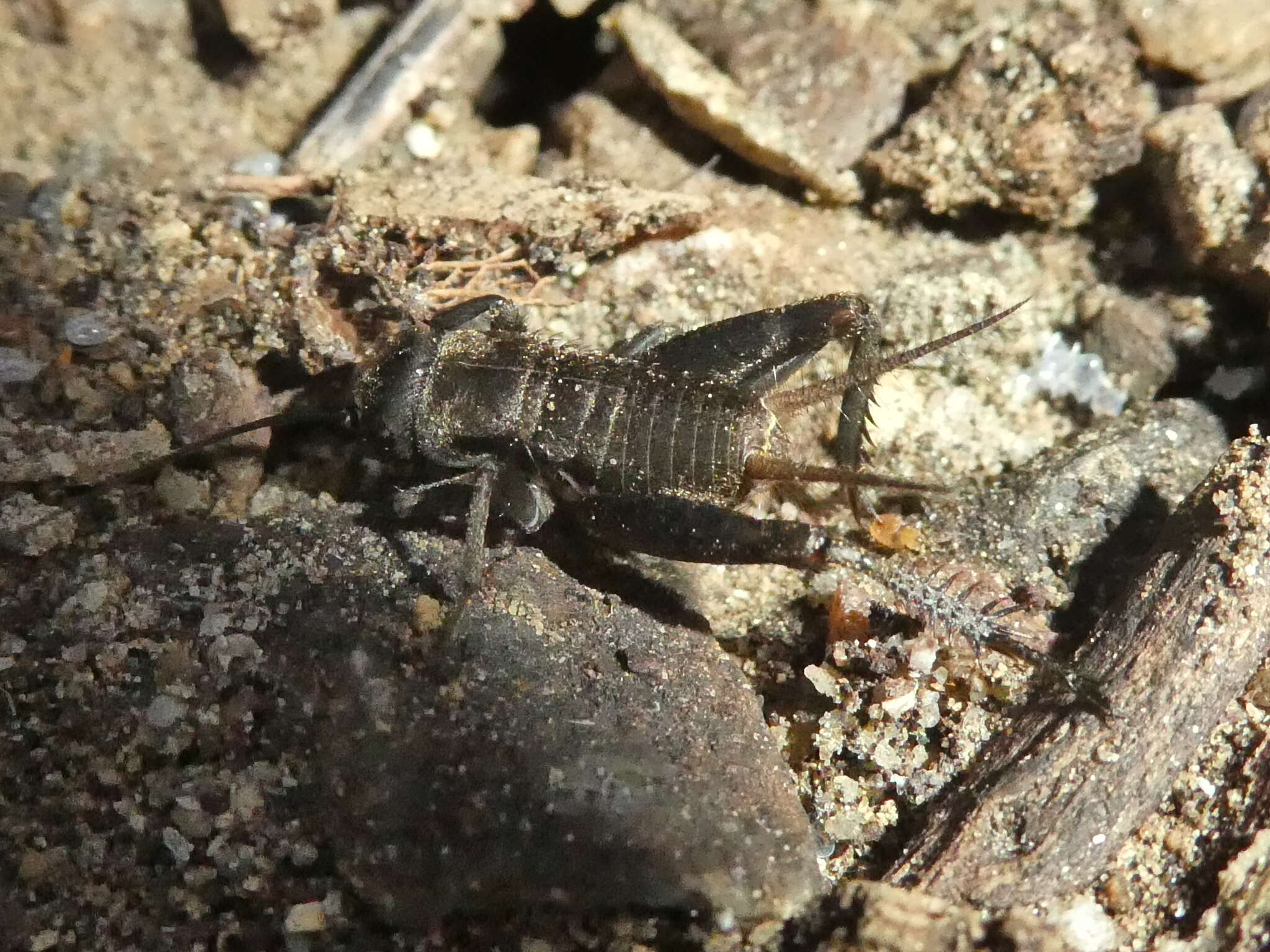 Image of Lone-chirp Field Cricket