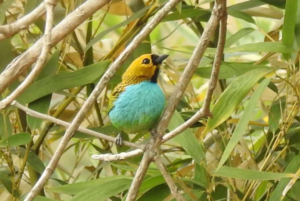 Image of Gilt-edged Tanager