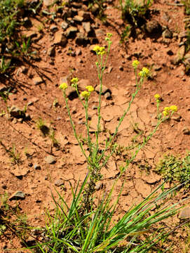 Image of Nidorella hottentotica DC.