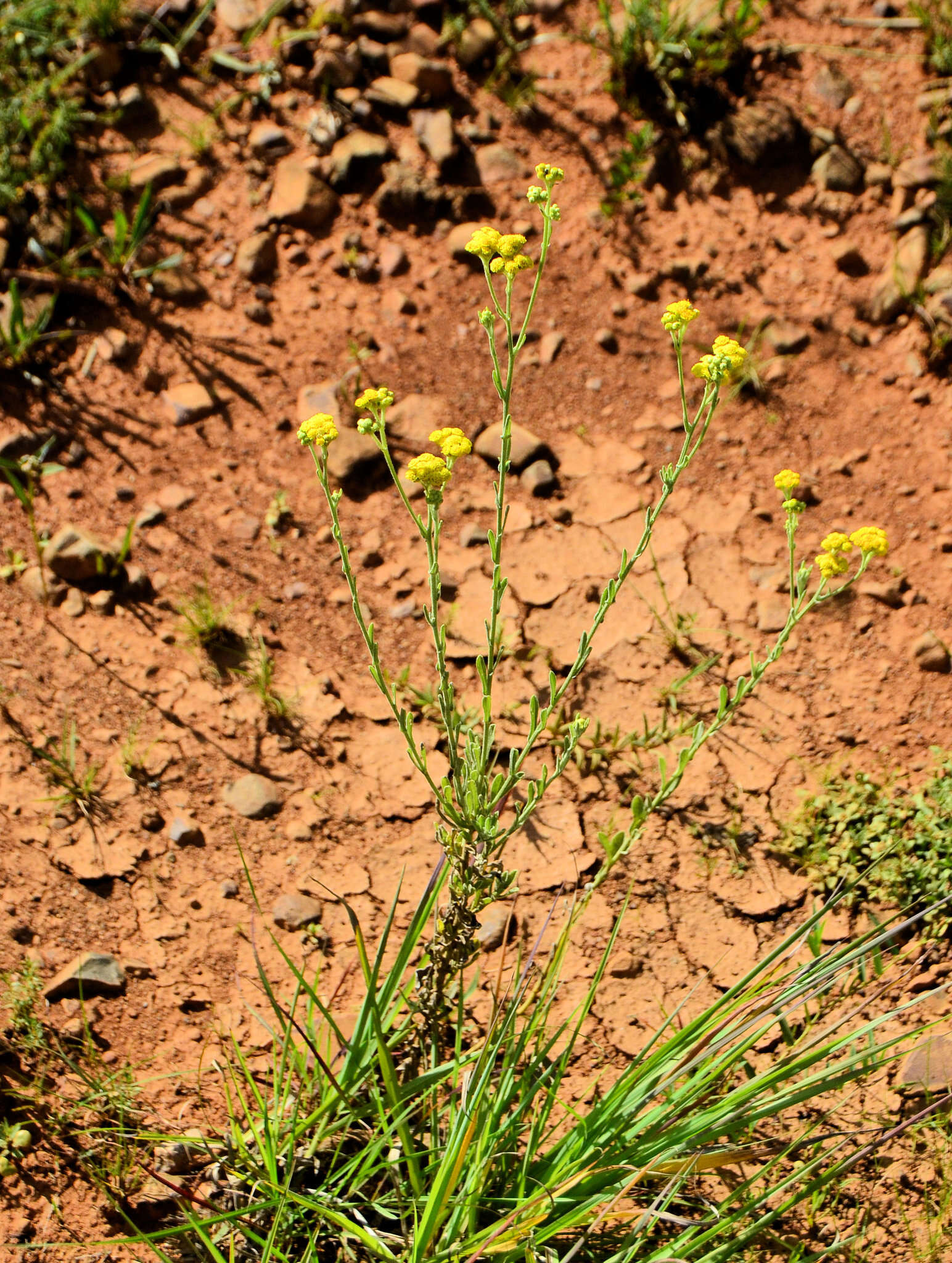 Image of Grassland nidorella