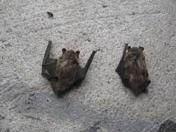 Image of Savi's Pipistrelle