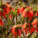 Image of Erica regia Bartl.