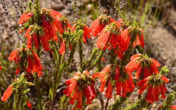 Image of Erica regia Bartl.