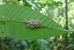 Image of Tapinoma ramulorum inrectum Forel 1908