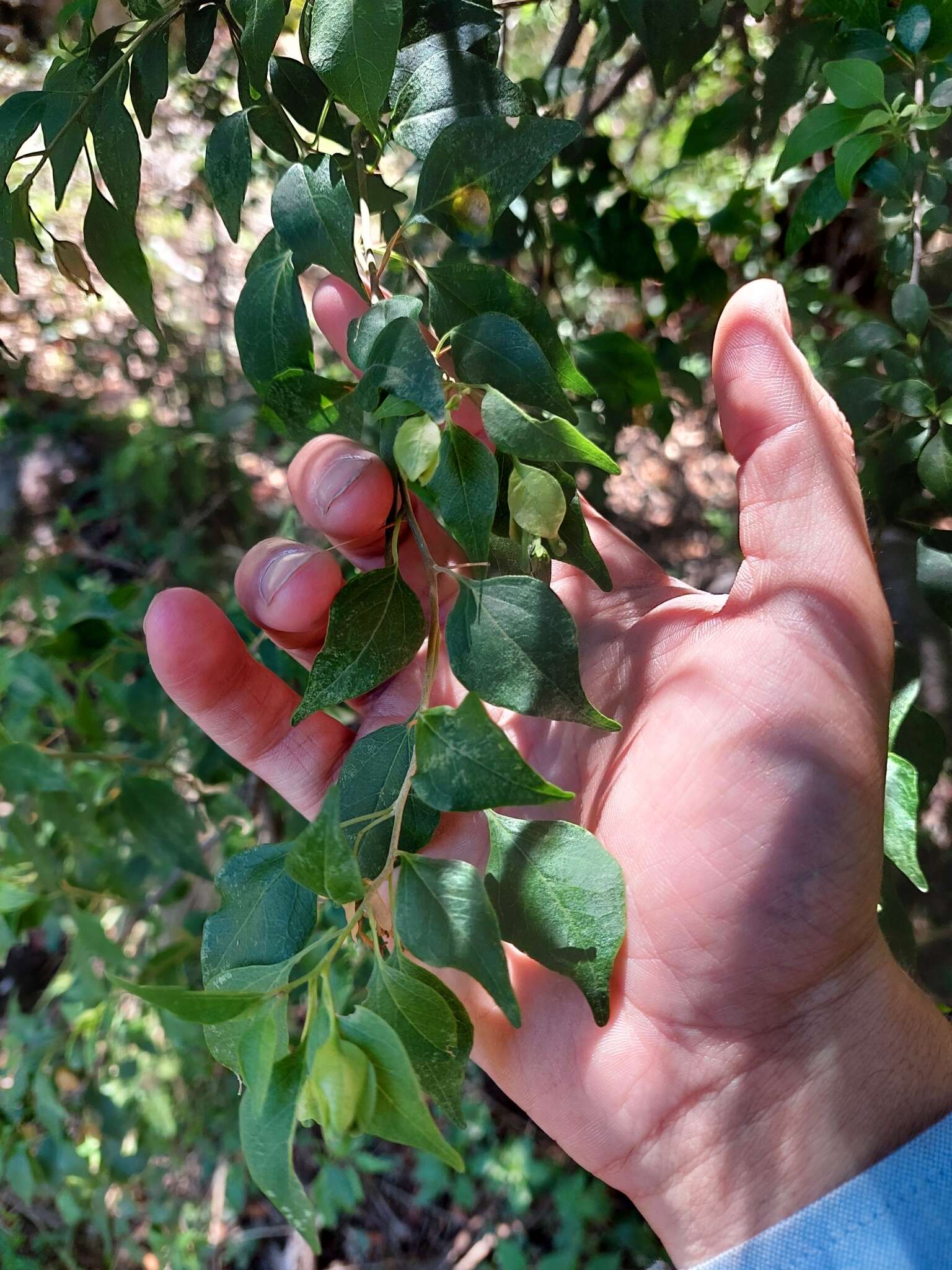 Слика од Bougainvillea stipitata Griseb.