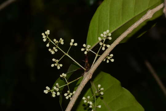 صورة Olea dioica Roxb.