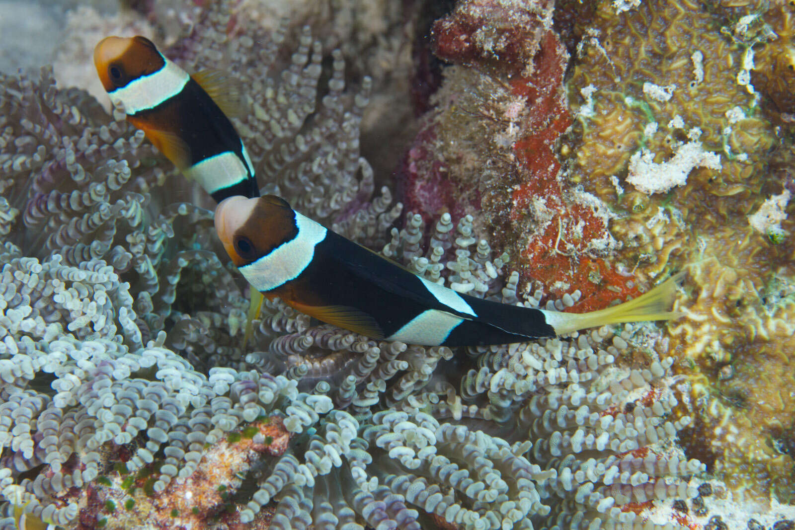 Plancia ëd Amphiprion clarkii (Bennett 1830)