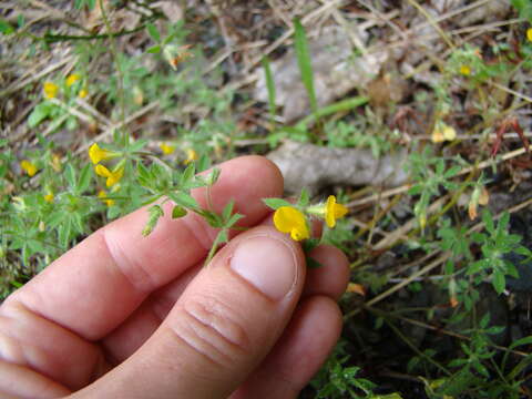 Image of Slender Bird's-foot-trefoil