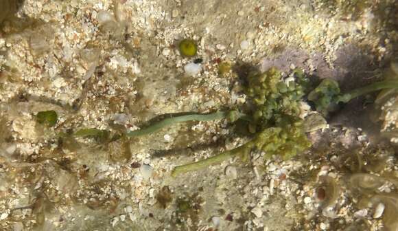 Image of Sawblade Caulerpa