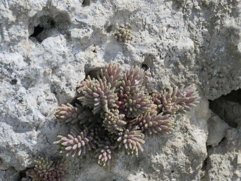 Image of Sedum rubens L.