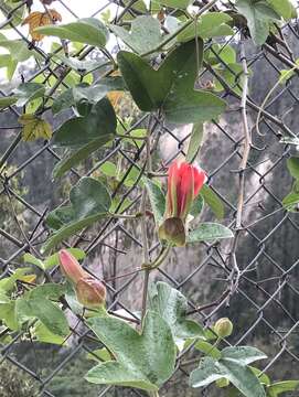 صورة Passiflora manicata (A. Juss.) Persoon