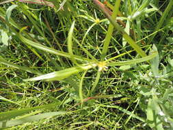 Image de Cyperus ridleyi Mattf. & Kük.