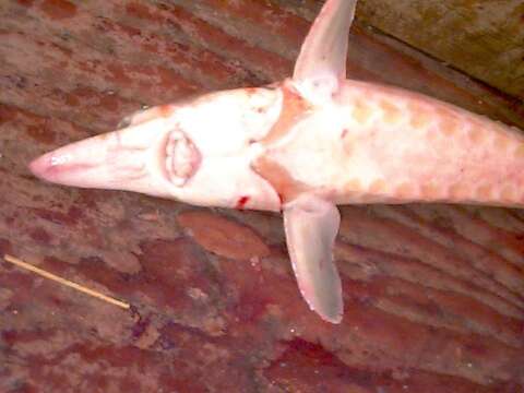 Image of Gulf Sturgeon