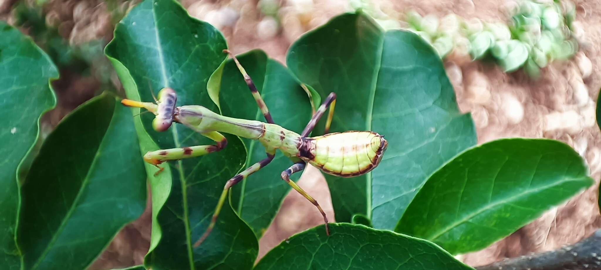 Image of Stagmatoptera reimoseri Beier 1929