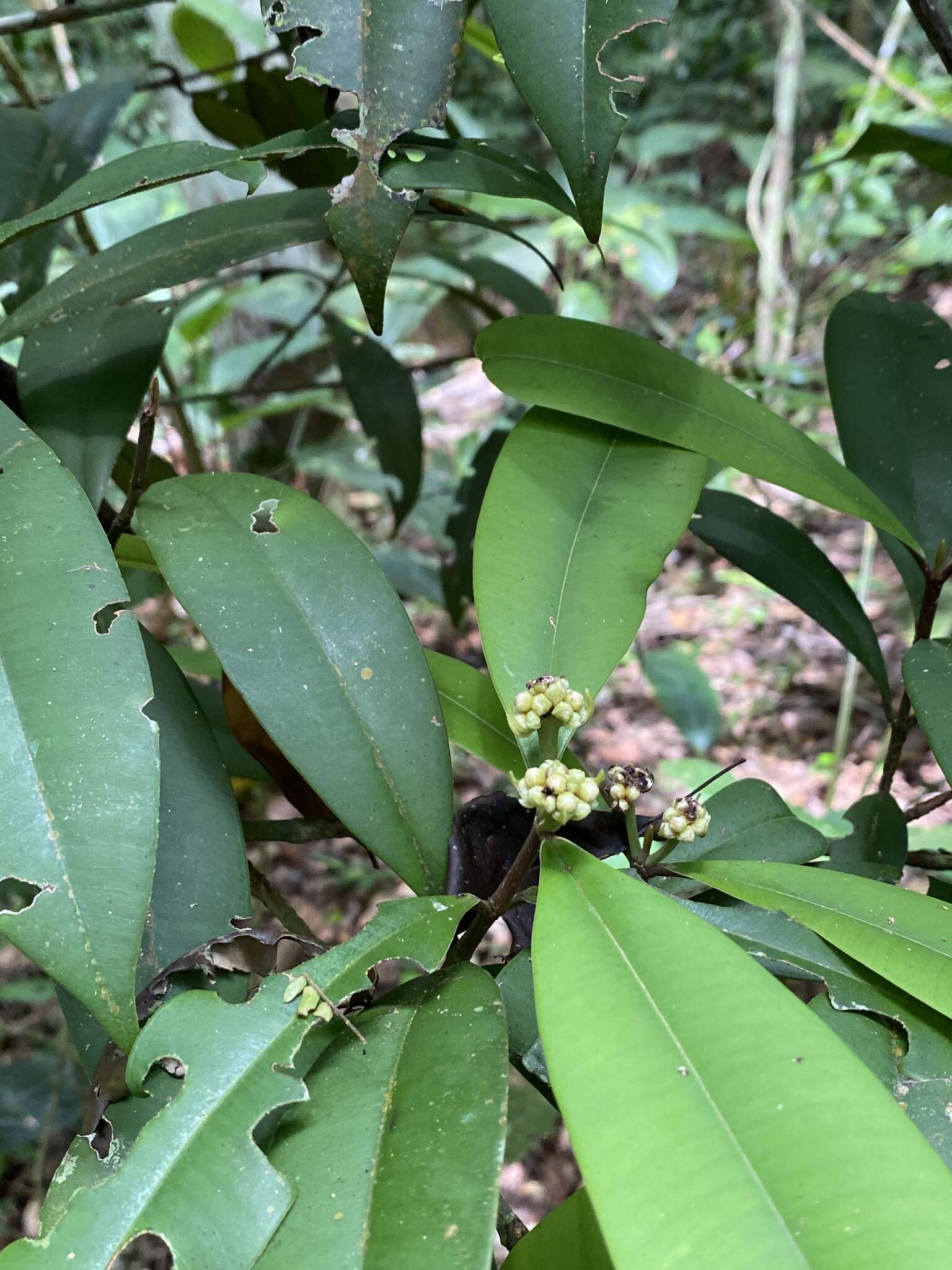 Image de Myrcia cerqueiria (Nied.) E. Lucas & Sobral