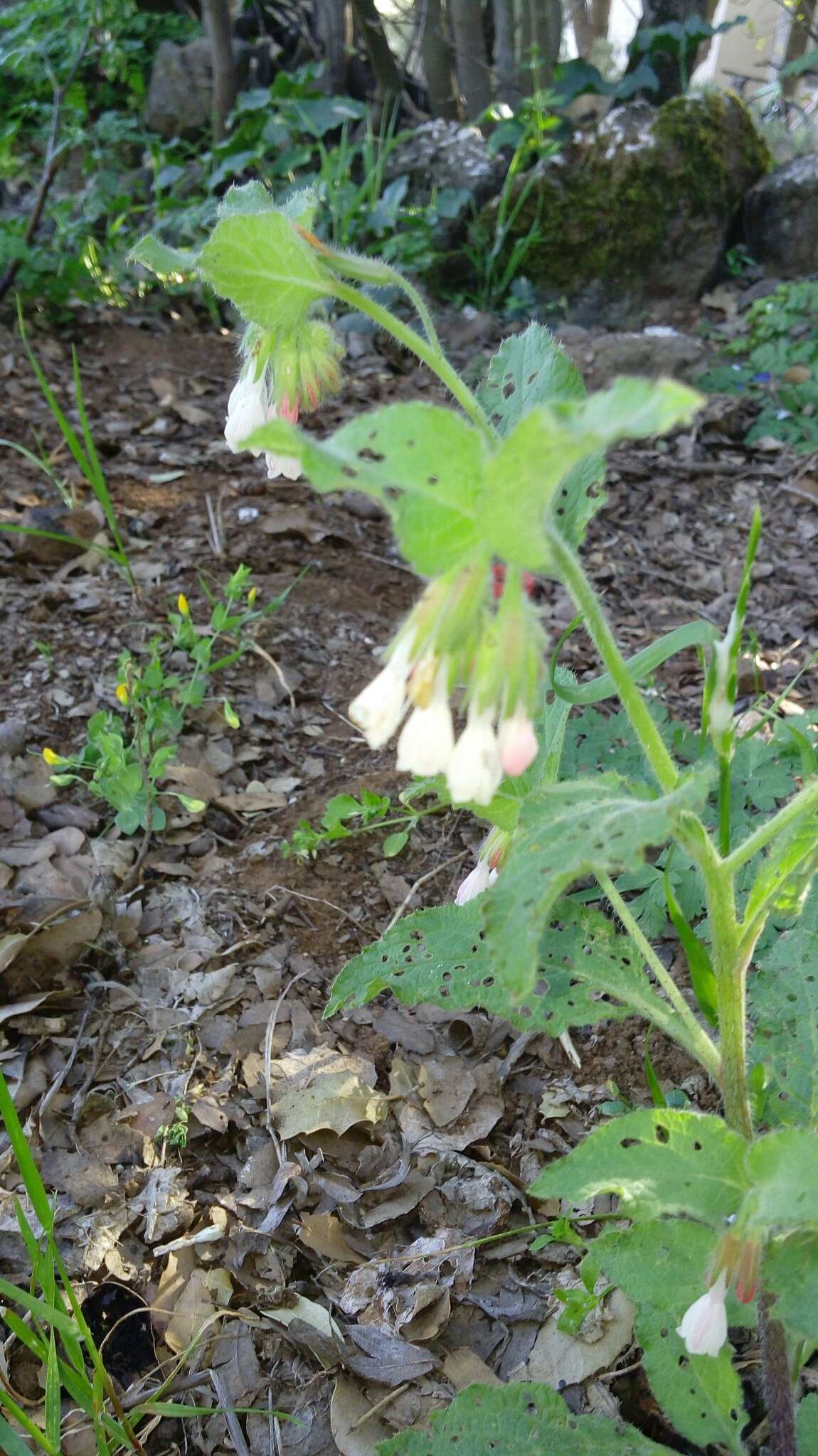 Plancia ëd Podonosma orientalis (L.) Feinbr.