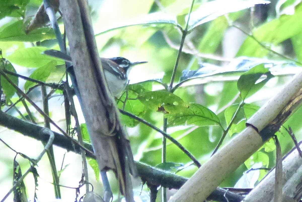 Sipodotus Mathews 1928的圖片