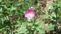 Image of rose evening primrose