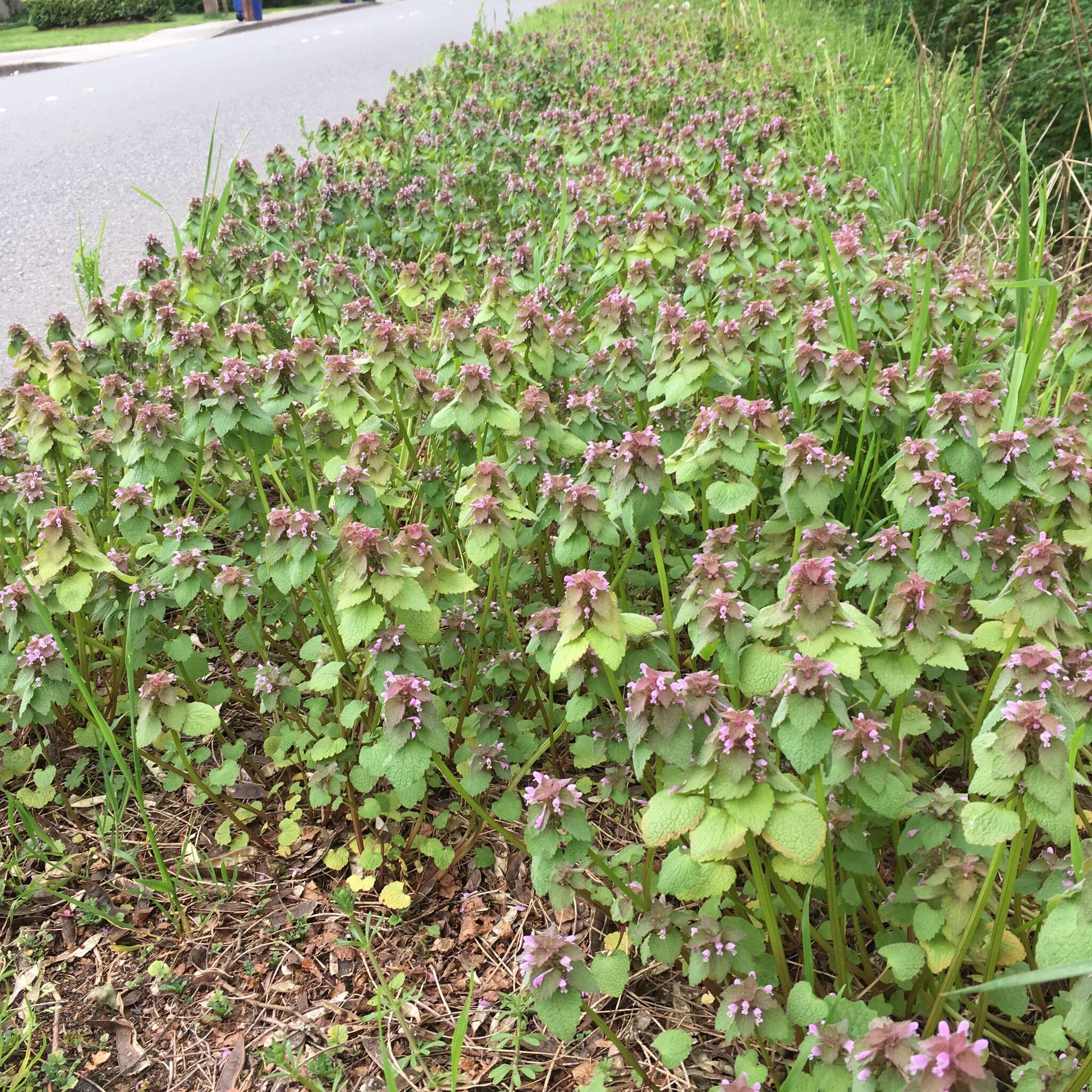 Image of purple deadnettle