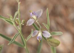 Image of velvetseed milkwort