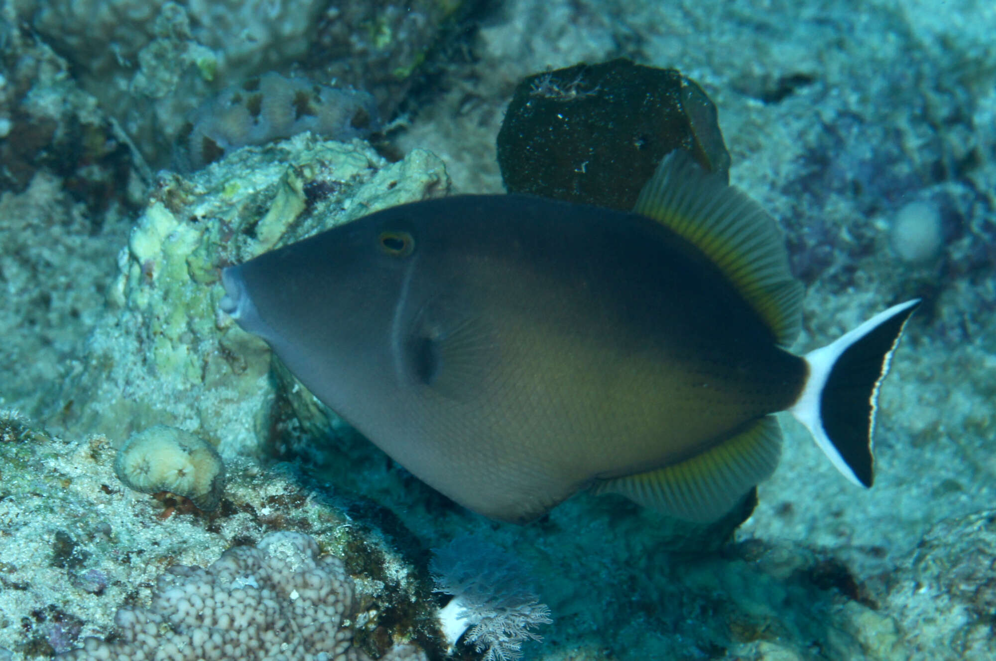 Image of Bluethroat triggerfish