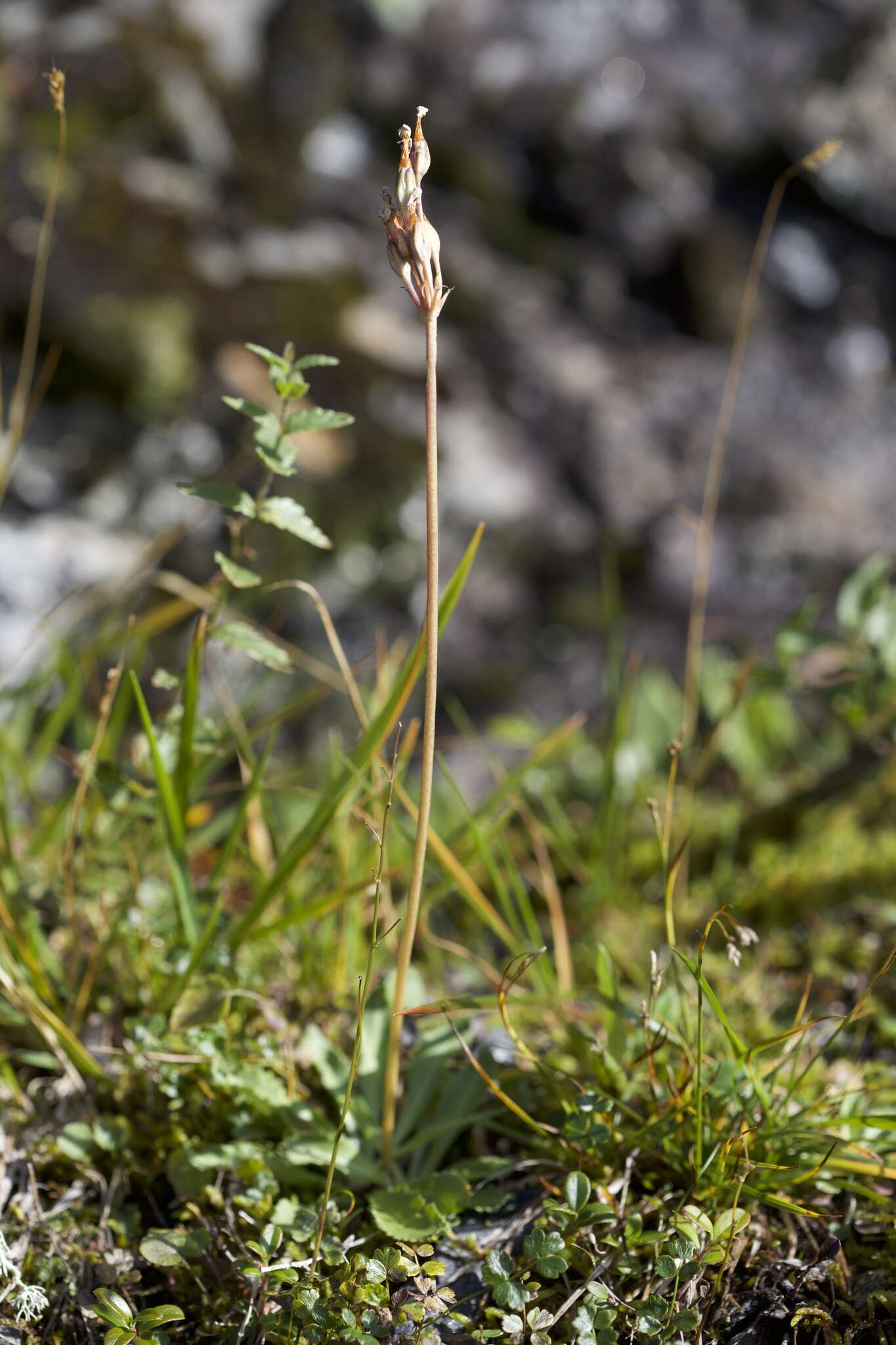 Plancia ëd Primula scandinavica Brunn.