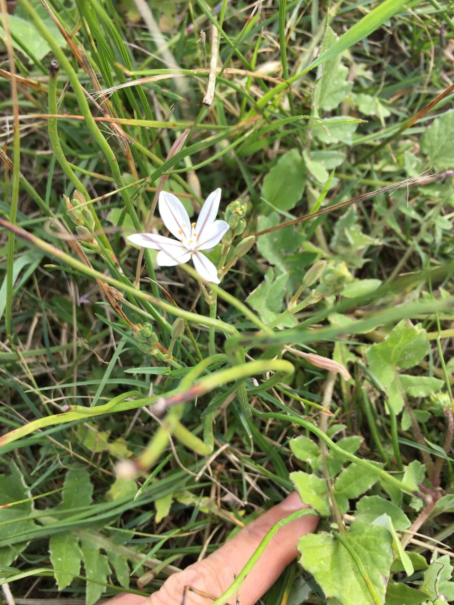 Слика од Trachyandra flexifolia (L. fil.) Kunth