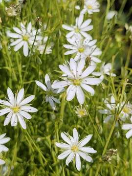 Image of Stellaria angustifolia Hook.