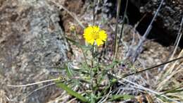 Image of hayfield tarweed