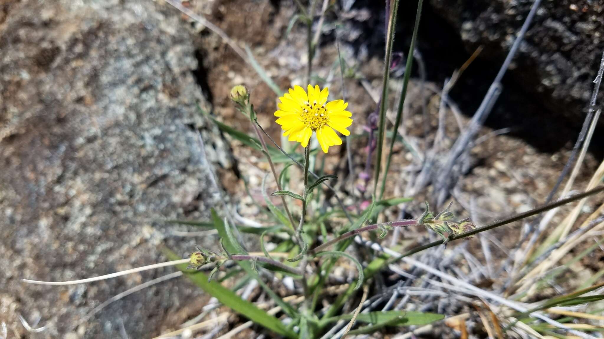 Image of hayfield tarweed