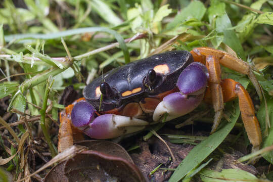 Image of Mexican Land Crab