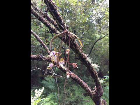 Image of Butterfly orchid