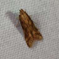 Image of Moth