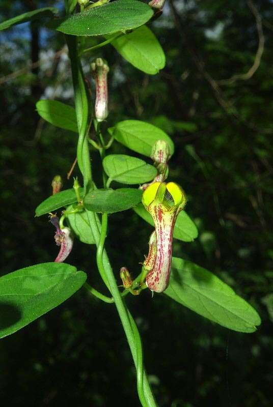 Sivun Ceropegia carnosa E. Mey. kuva