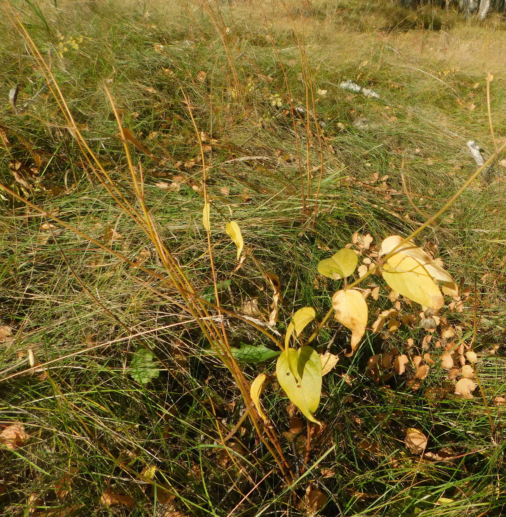 Image of Vincetoxicum albovianum (Kusnez.) Pobed.