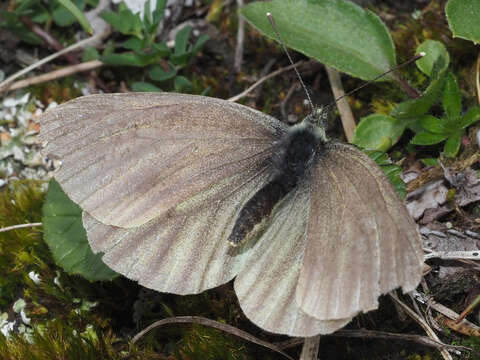 Image of Pieris bryoniae bryoniae