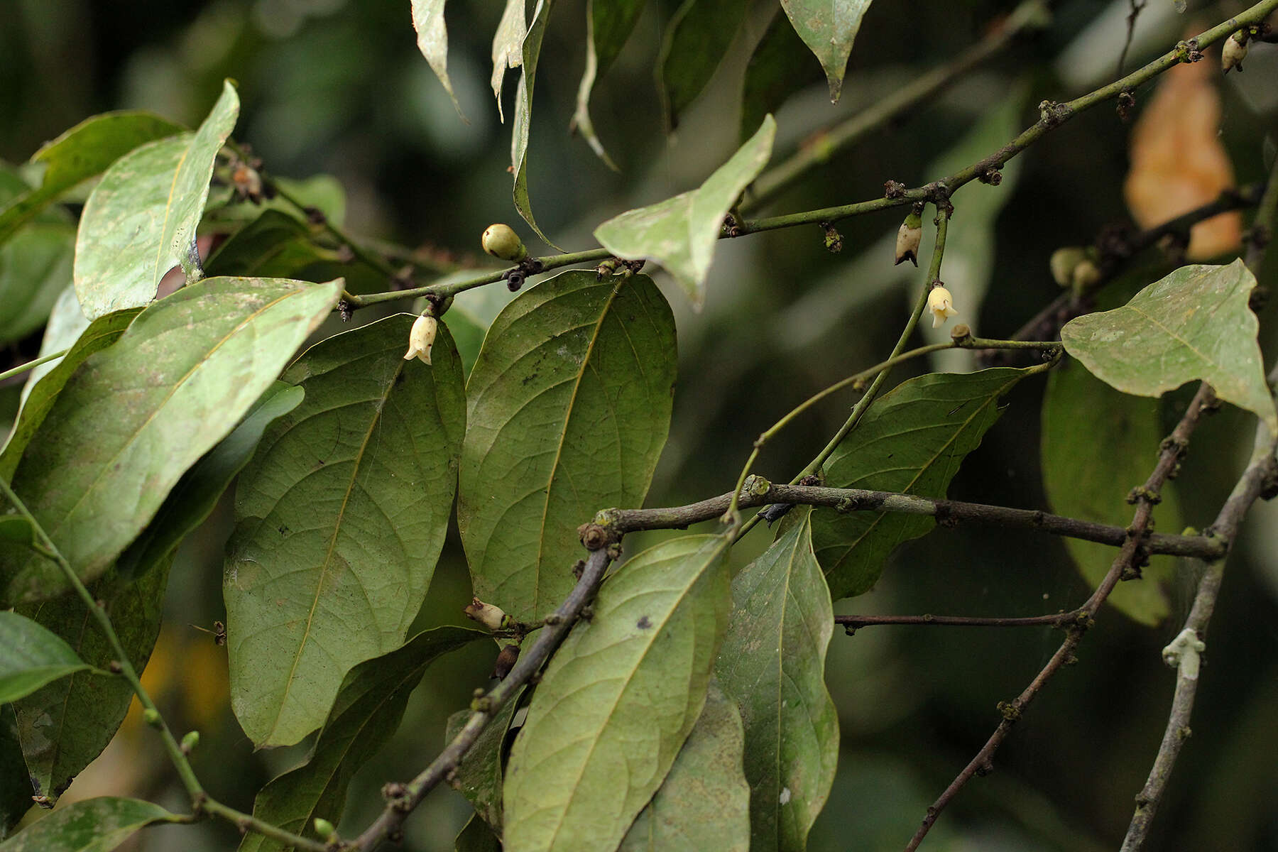 Слика од Diospyros iturensis (Gürke) Letouzey & F. White