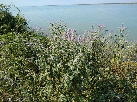 Imagem de Mentha longifolia var. asiatica (Boriss.) Rech. fil.