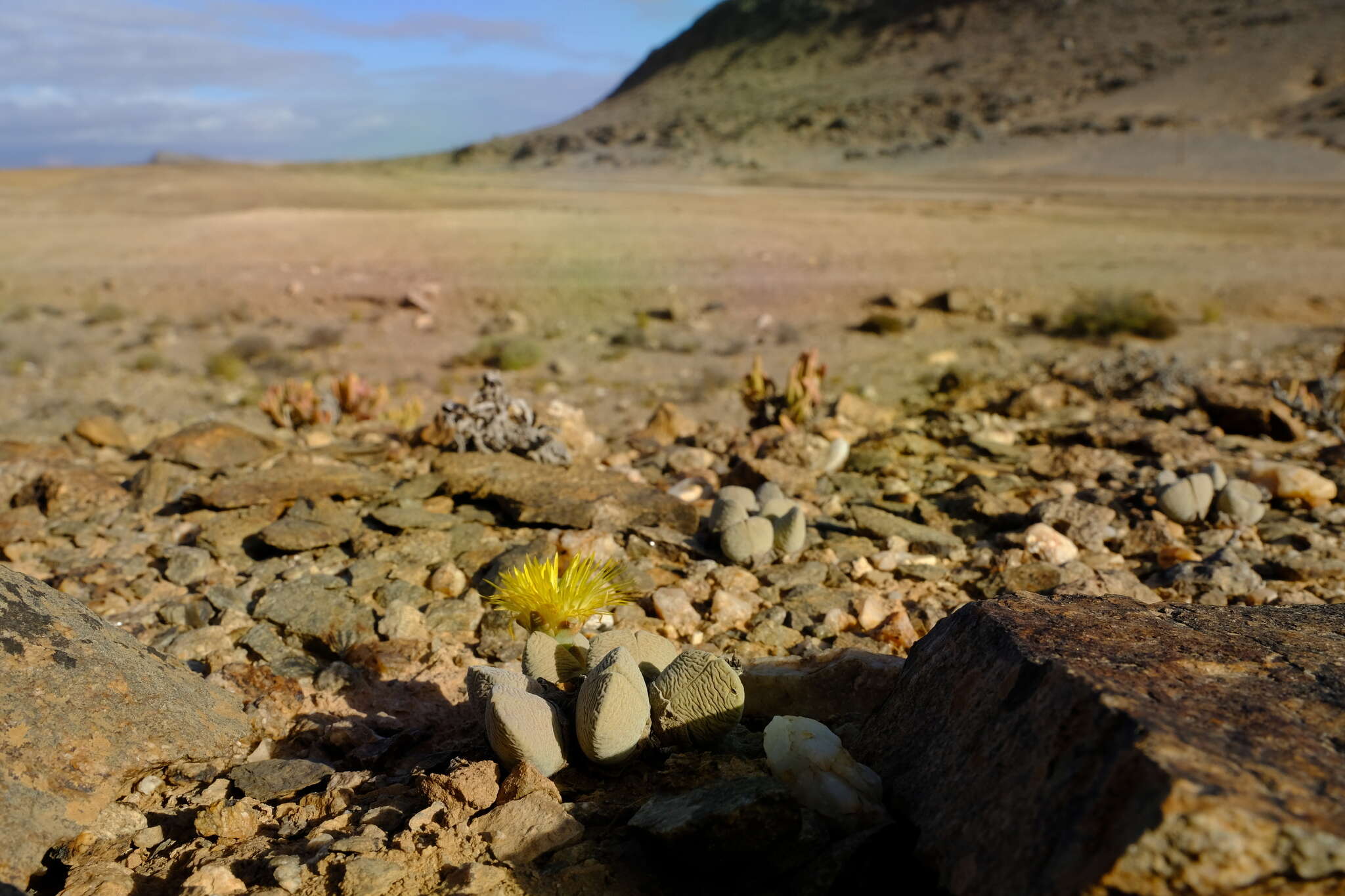 Image of Cheiridopsis brownii Schick & Tisch.